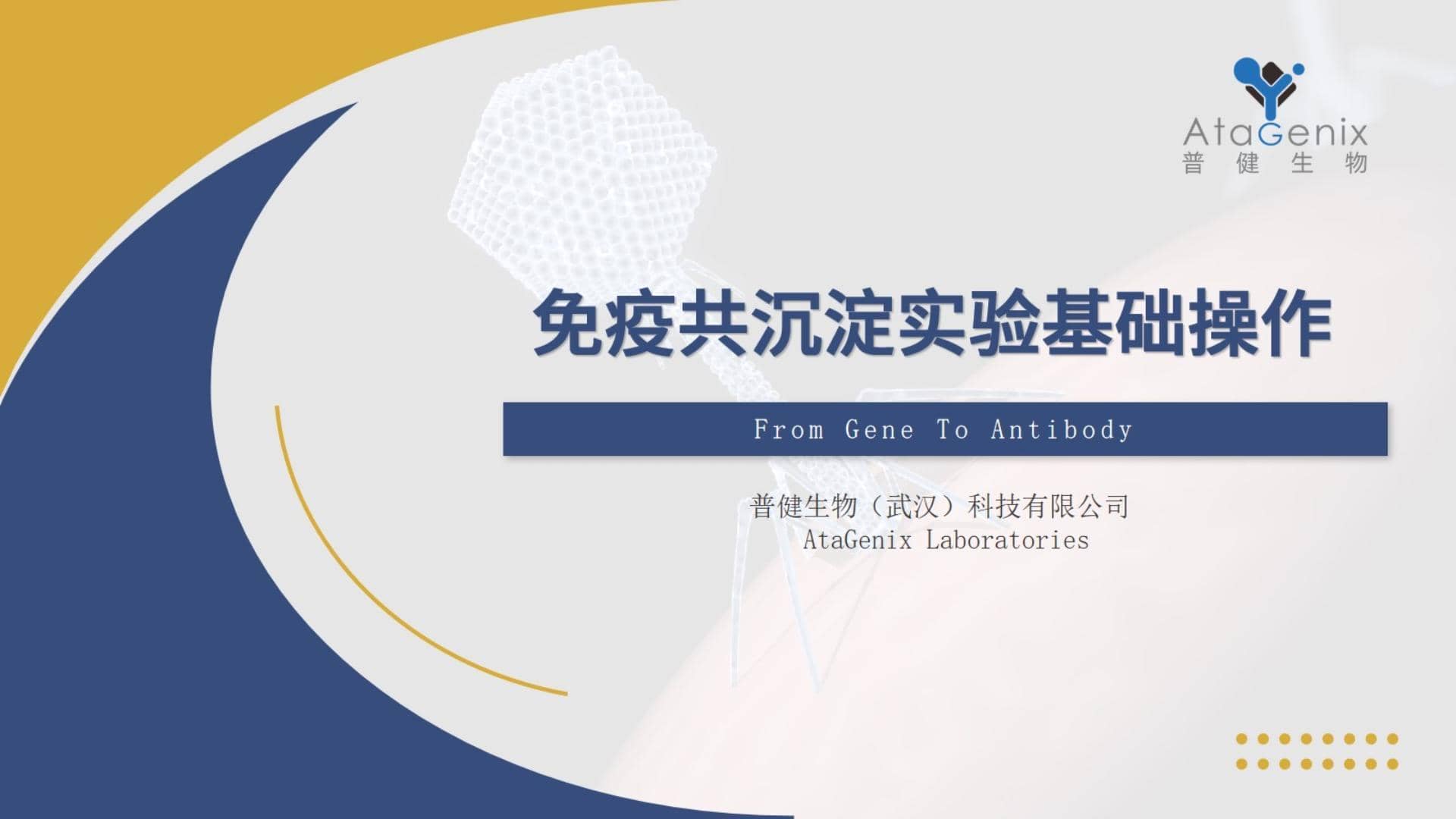 免疫共沉淀&mdash;&mdash;IP實驗基礎操作